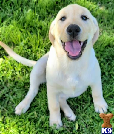 club4paws Picture 3